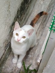 Nona - Turkish Van Cat