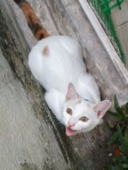 Nona - Turkish Van Cat