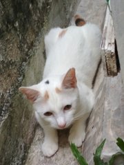 Nona - Turkish Van Cat