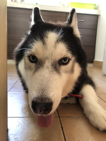 Skipper - Husky + Siberian Husky Dog