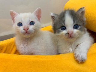 Aoki &amp; Akira - Domestic Short Hair + Domestic Medium Hair Cat