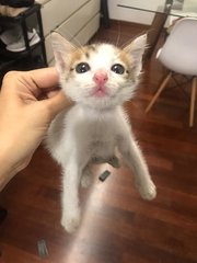 Ringgit (Temporary) - Domestic Short Hair Cat