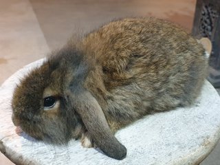 PF98148 - Lop Eared + Lionhead Rabbit