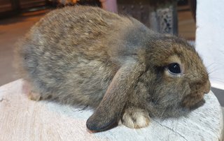 PF98148 - Lop Eared + Lionhead Rabbit