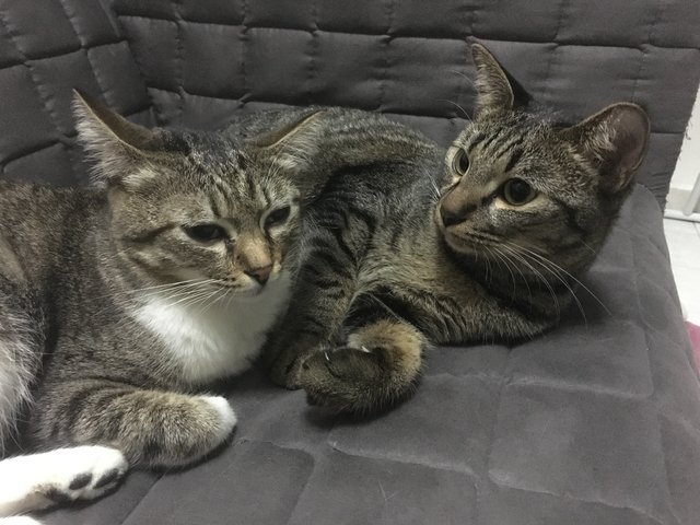 Kenji &amp; Mochi - Domestic Short Hair + Domestic Medium Hair Cat