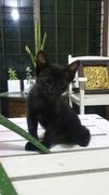 No Name Yet - Domestic Short Hair Cat