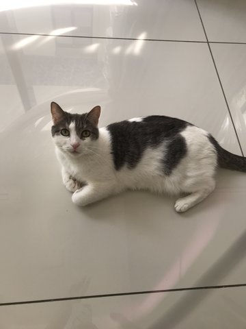 Roxy  - Domestic Short Hair Cat