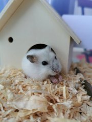 Mochi - Short Dwarf Hamster Hamster