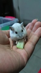 Mochi - Short Dwarf Hamster Hamster