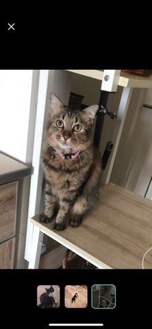 Rolie - Domestic Medium Hair Cat