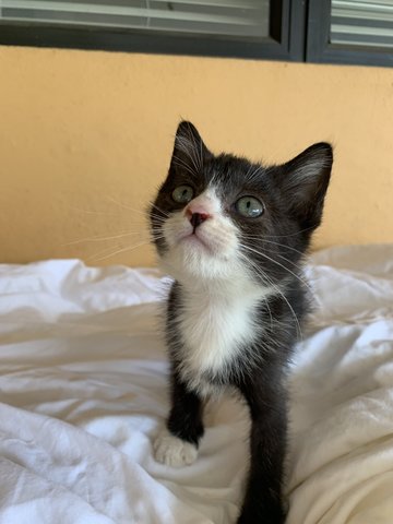 Sonic The Tuxedo Kitty! - Domestic Short Hair Cat