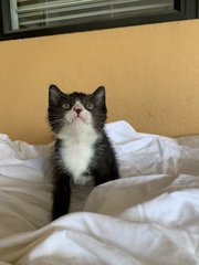 Sonic The Tuxedo Kitty! - Domestic Short Hair Cat