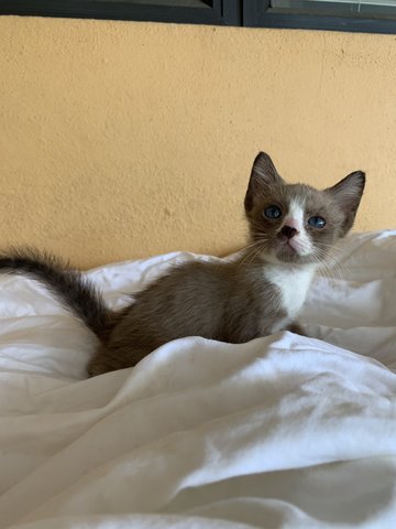 Rocky The Caramel Boy! - Domestic Short Hair Cat