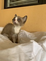 Rocky The Caramel Boy! - Domestic Short Hair Cat