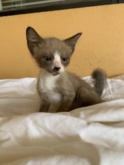 Rocky The Caramel Boy! - Domestic Short Hair Cat