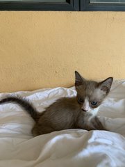 Rocky The Caramel Boy! - Domestic Short Hair Cat