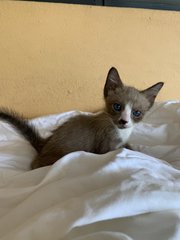 Rocky The Caramel Boy! - Domestic Short Hair Cat