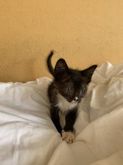 Little Mj The Tuxedo Boy! - Domestic Short Hair Cat