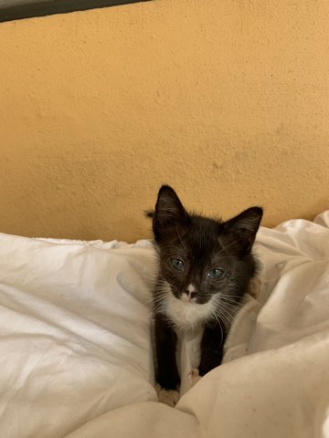 Little Mj The Tuxedo Boy! - Domestic Short Hair Cat