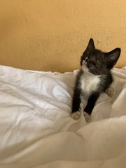 Little Mj The Tuxedo Boy! - Domestic Short Hair Cat