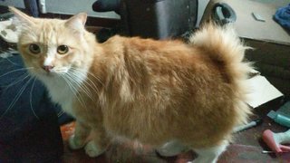 Piko - Ragdoll + Domestic Medium Hair Cat