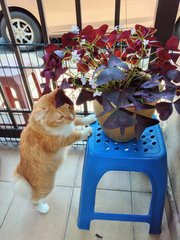 Piko - Ragdoll + Domestic Medium Hair Cat