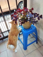 Piko - Ragdoll + Domestic Medium Hair Cat