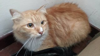 Piko - Ragdoll + Domestic Medium Hair Cat
