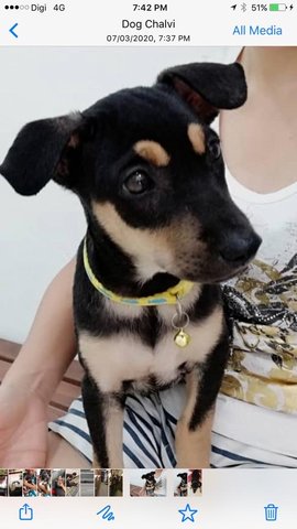 Ro0xy - Miniature Pinscher Mix Dog