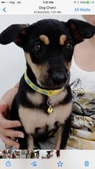 Ro0xy - Miniature Pinscher Mix Dog