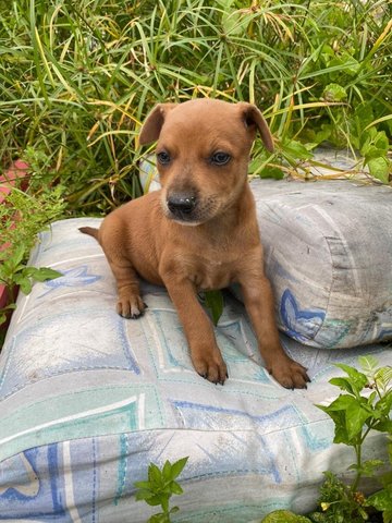 Gail - Mixed Breed Dog