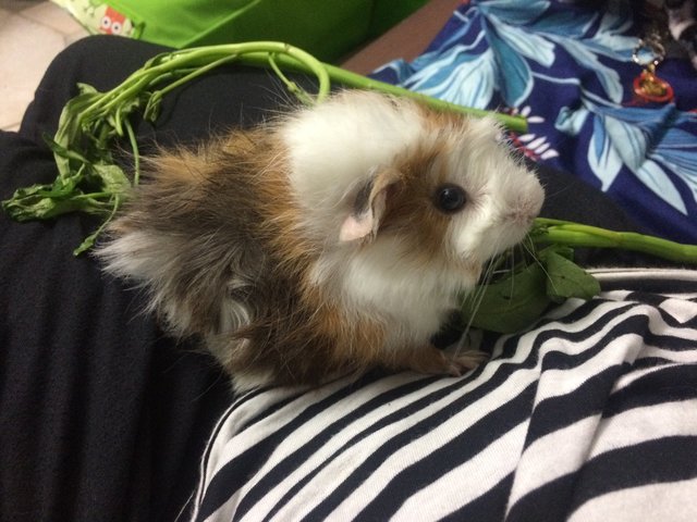 Winnie - Guinea Pig Small & Furry