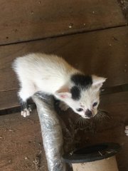 Ricky, Dicky, Nicky And Dawn - Domestic Short Hair Cat