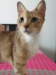 Gigi - Domestic Short Hair Cat