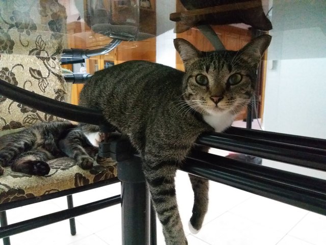 Tingu - Tabby Cat