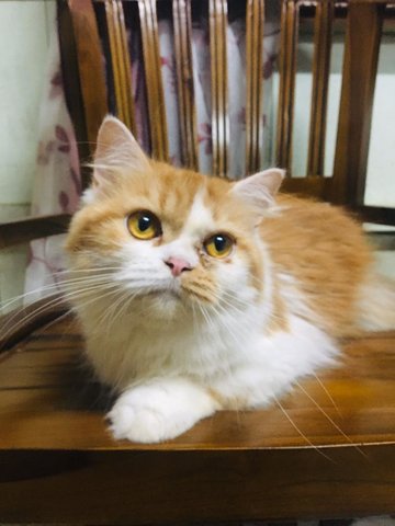 Mixed Persian - Persian Cat