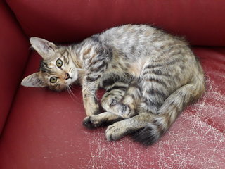 Rosie - Tabby + Maine Coon Cat