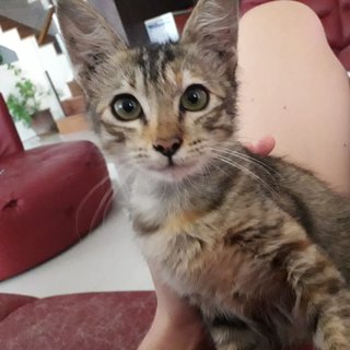 Rosie - Tabby + Maine Coon Cat