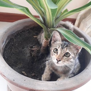 Rosie - Tabby + Maine Coon Cat