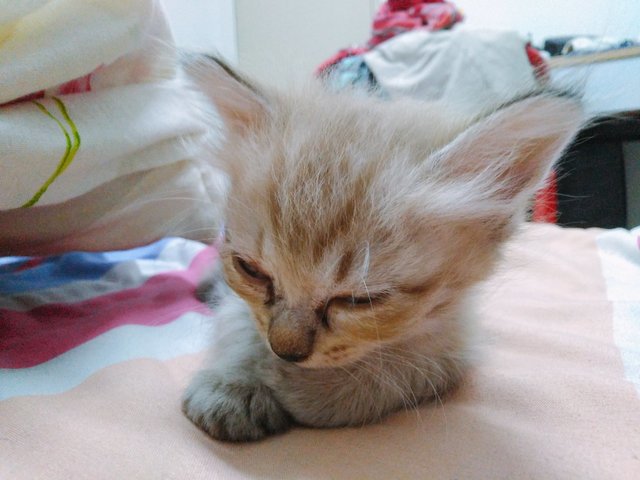 Brownie - Domestic Medium Hair Cat