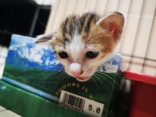 Calico Kit - Domestic Short Hair Cat