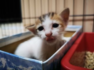 Calico Kit - Domestic Short Hair Cat