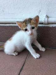 Calico Kit - Domestic Short Hair Cat