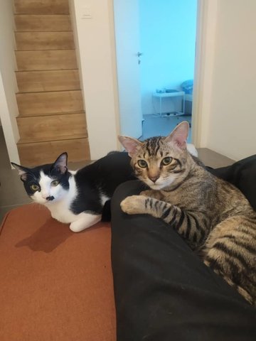 Castle &amp; Thelmski - Domestic Short Hair Cat