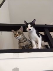 Castle &amp; Thelmski - Domestic Short Hair Cat