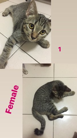 No Name - Domestic Short Hair Cat