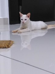 Soya - Domestic Short Hair Cat