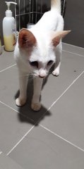 Soya - Domestic Short Hair Cat