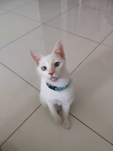 Soya - Domestic Short Hair Cat