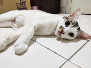 tofu loves to blep